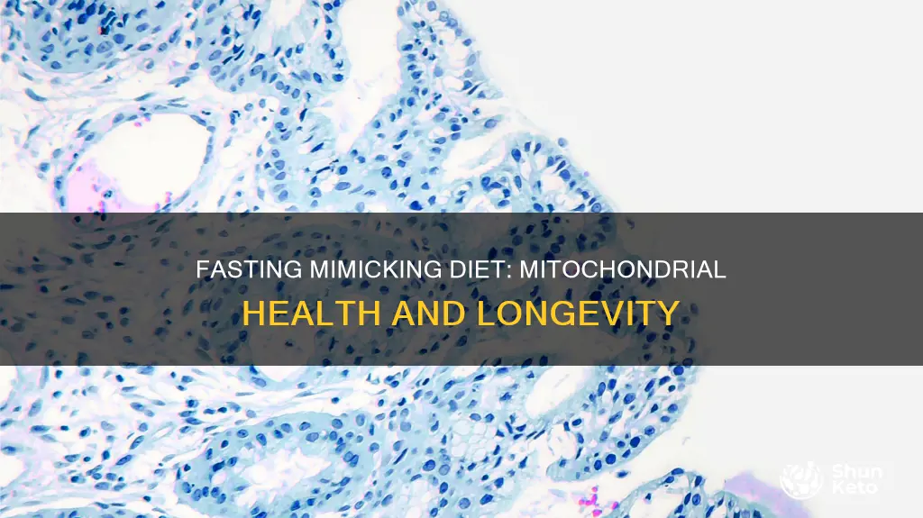 how does the fasting mimicking diet influence mitochondria