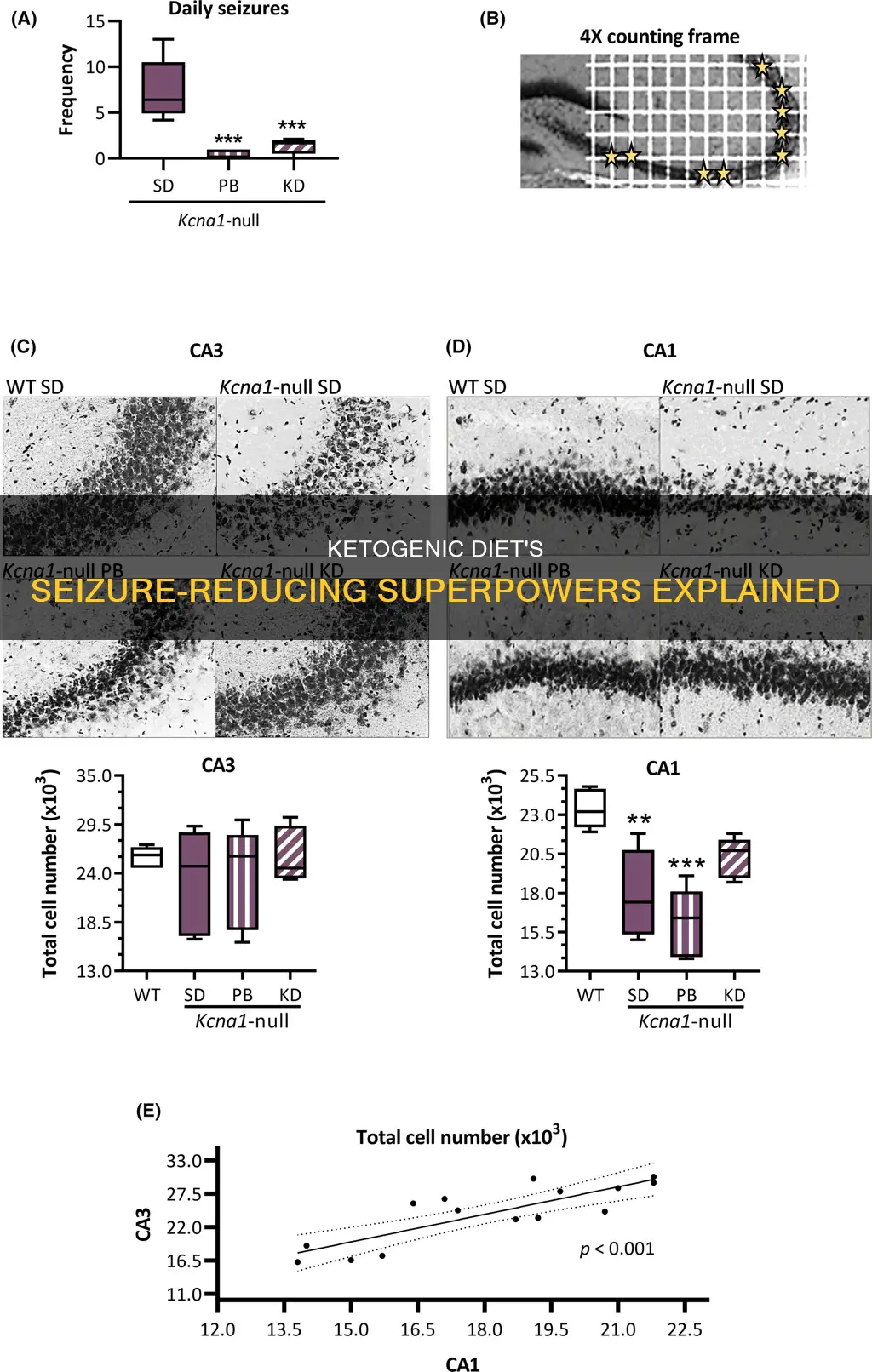 how does the ketogenic diet prevent seizures gaba