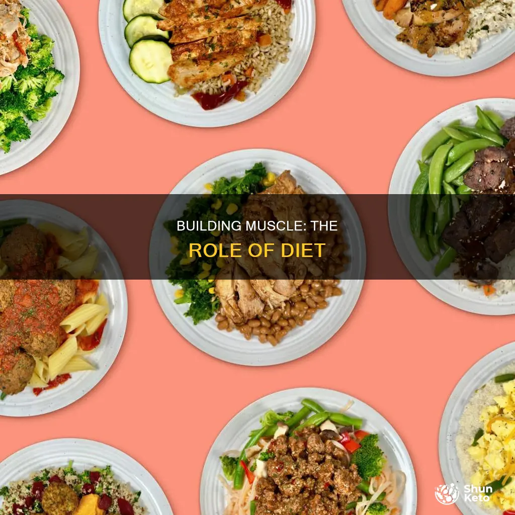 how does your body build muscle based on diet