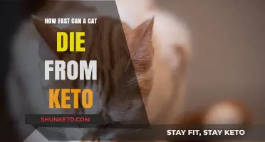 Can Cats Safely Do Keto? Risks and Potential Dangers Explained