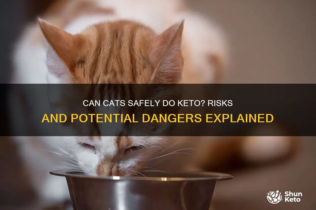 how fast can a cat die from keto