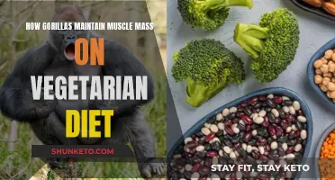 Gorillas' Muscle-Building Vegetarian Secrets Revealed