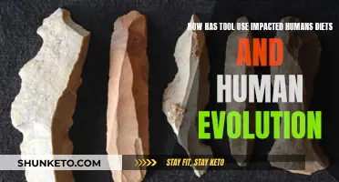 Tools, Diets, and Evolution: Forging Human History