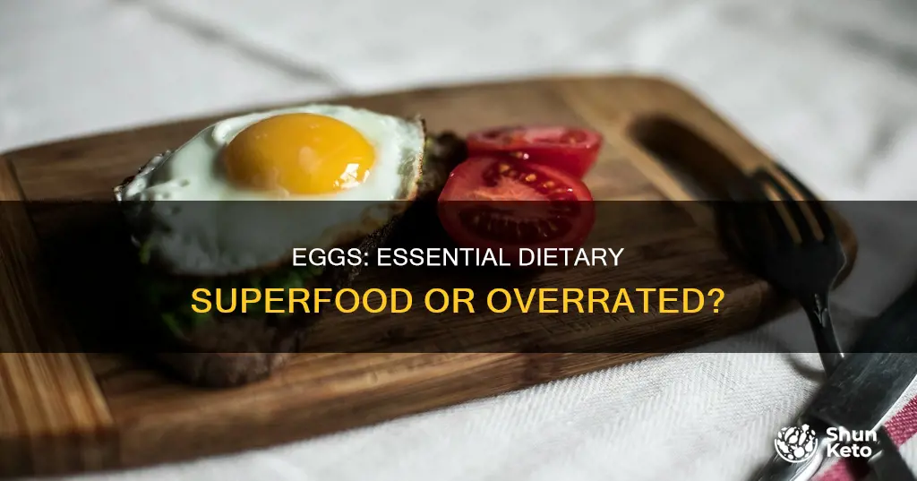 how important are eggs in your diet