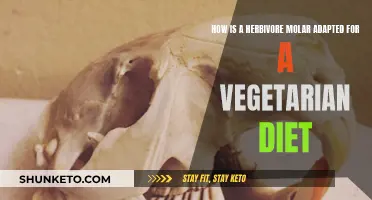 Herbivore Molars: Adapted for Vegetarian Diet?