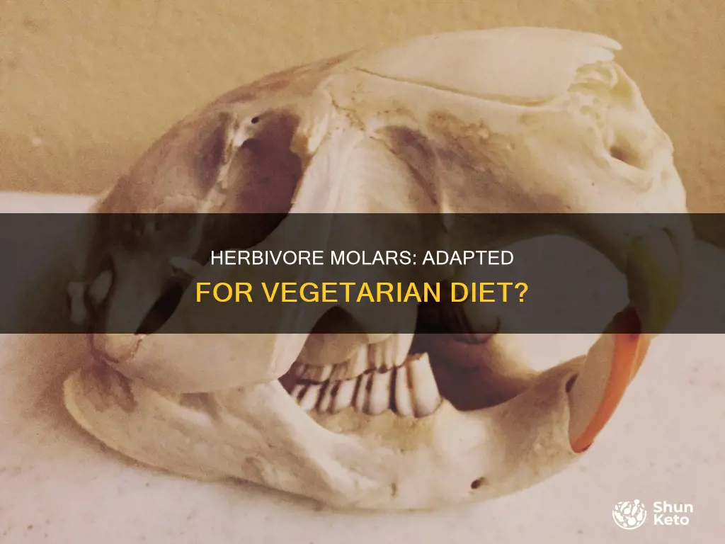 how is a herbivore molar adapted for a vegetarian diet