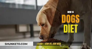 A Dog's Diet: What, When, and How Much
