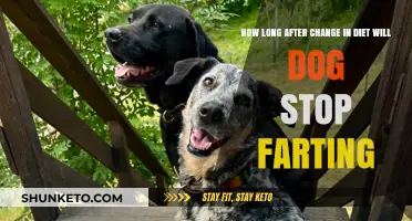 Diet Changes: Stop Your Dog's Farting Fast