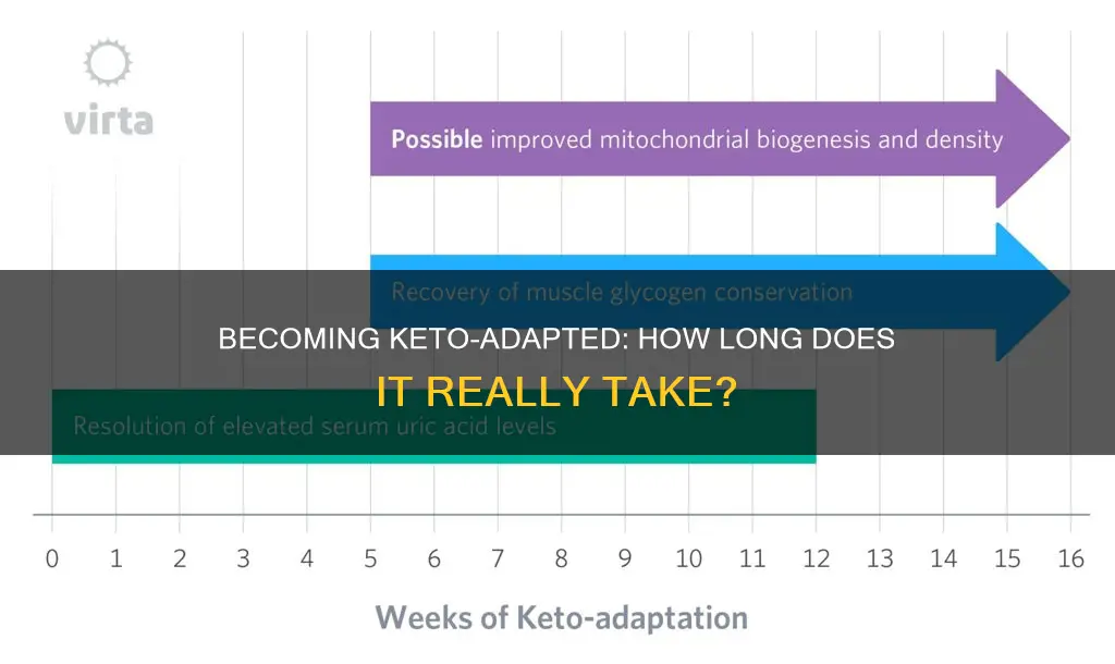 how long before I am keto adapted