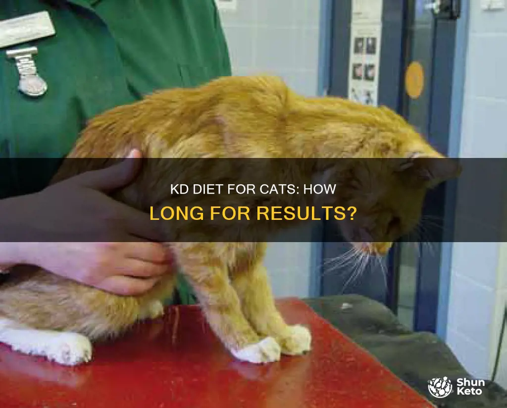 how long before results on k d diet for cats