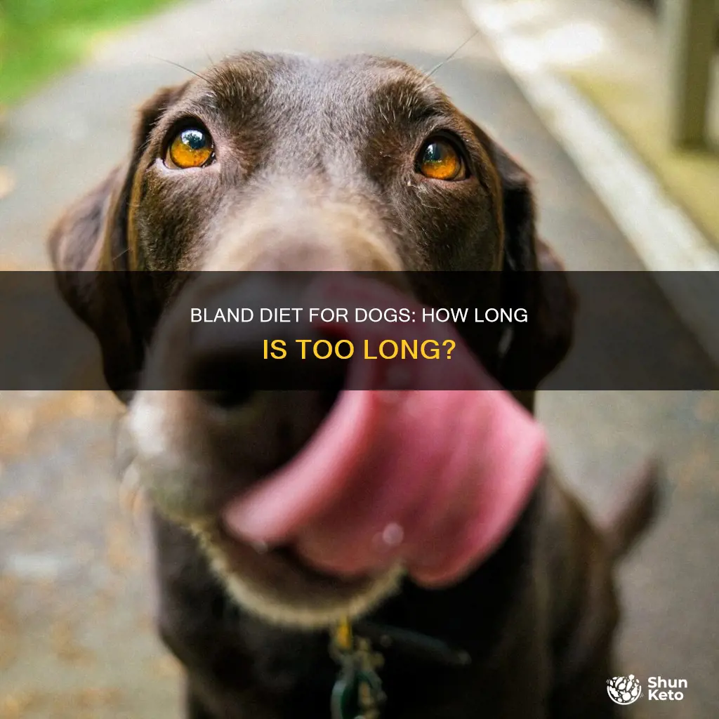 how long bland diet dog