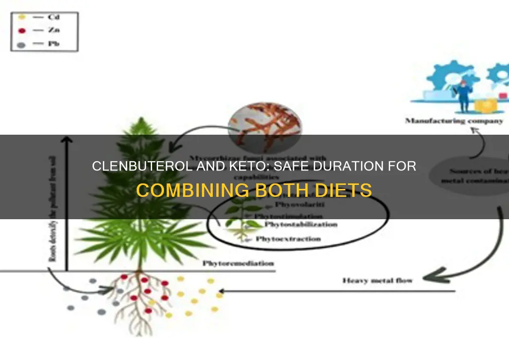 how long can i take clen with keto