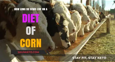 Corn-Fed Cows: How Long Do They Live?