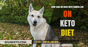 Can Keto Diet Extend Lifespan for Dogs Battling Cancer?