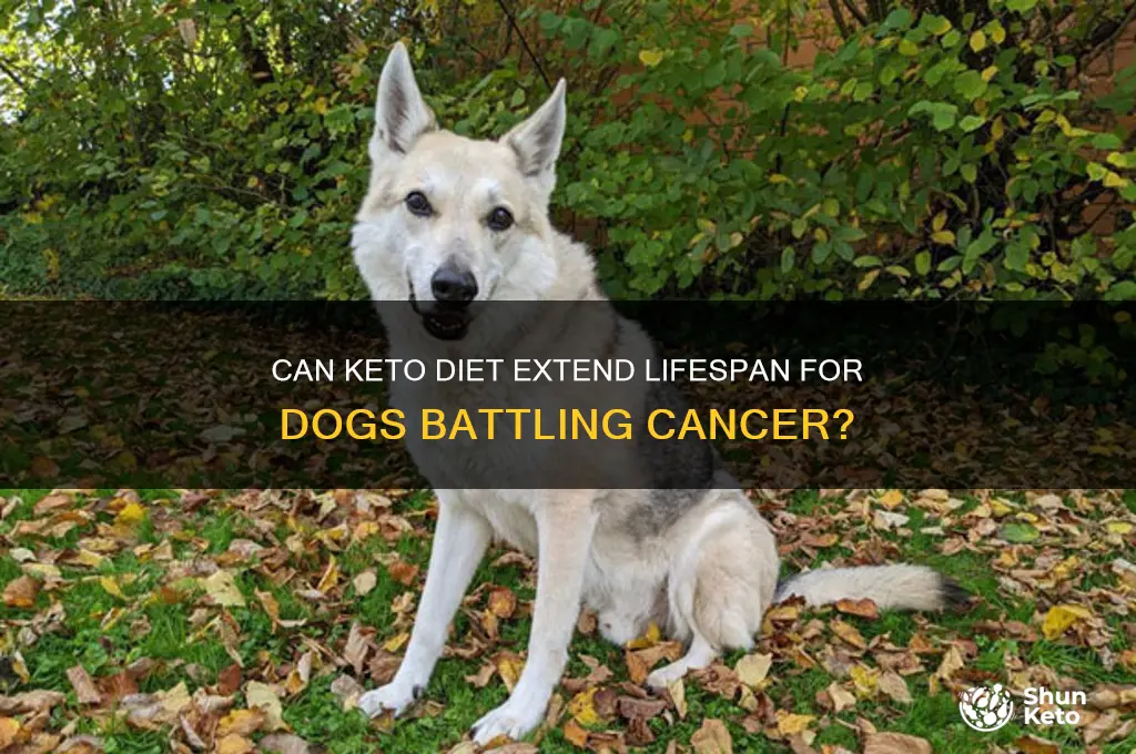 how long do dogs with cancer live on keto diet