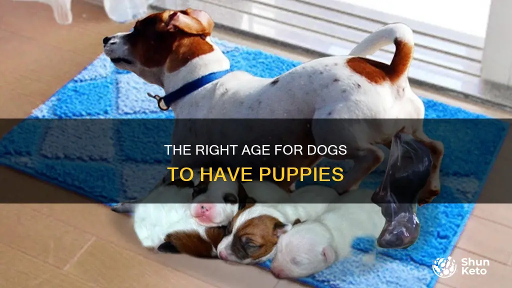 how long do you ket a dog have puppies