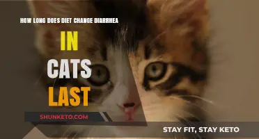 Cat Diarrhea: Diet Changes and Recovery Time