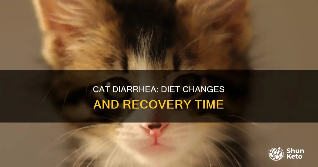 how long does diet change diarrhea in cats last