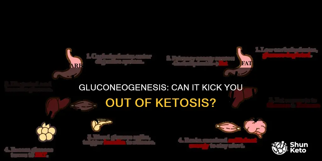 how long does gluconeogenesis kick you out of keto