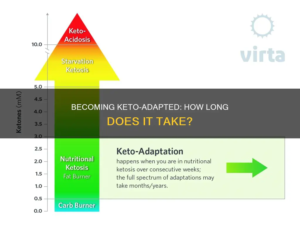 how long does it become to be keto adapteed