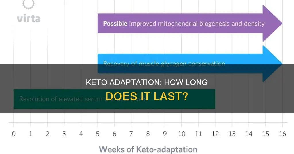 how long does keto adaptation last