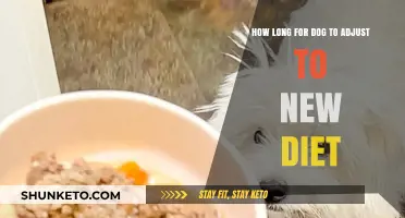Adjusting Your Dog's Diet: What's the Timeline?