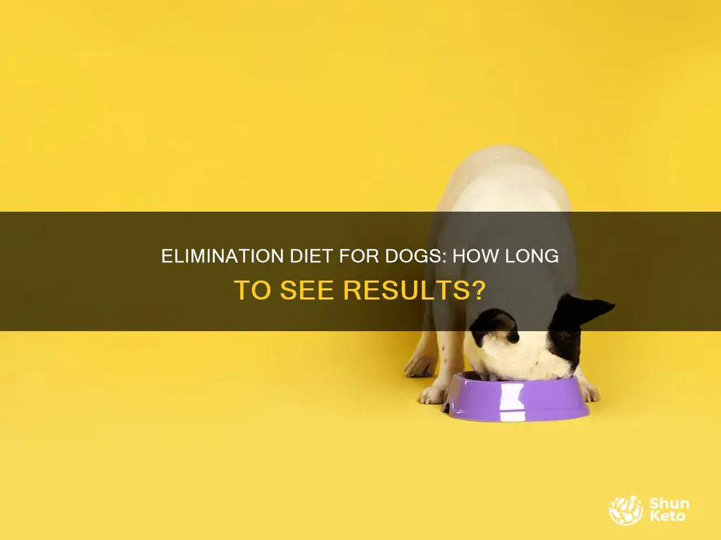 how long on elimination diet before dog better