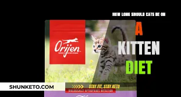 The Right Time for Kittens to Transition to Adult Cat Food