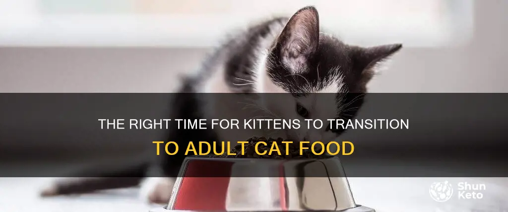 how long should cats be on a kitten diet
