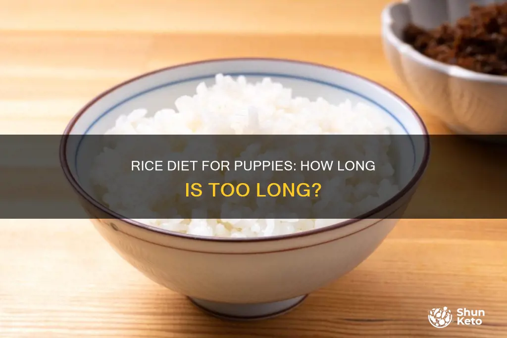 how long should puppy stay on rice diet