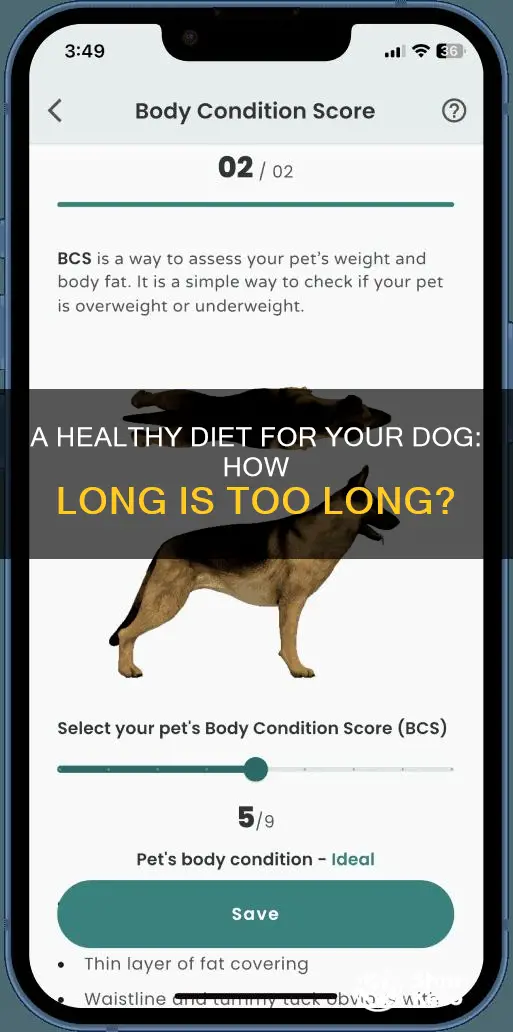 how long should you have a dog on a diet