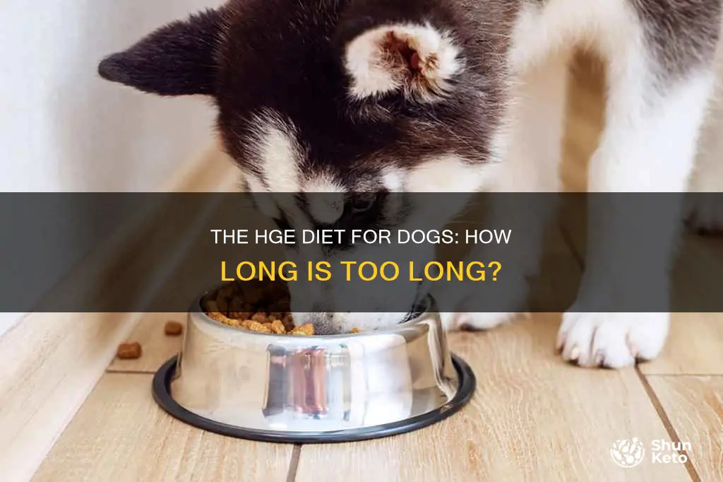 how long to continue hge diet dog