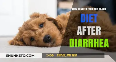 Bland Diet for Dogs: When and How Long?