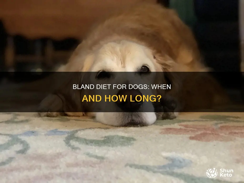 bland-diet-for-dogs-when-and-how-long-shunketo