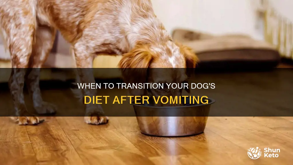 how long to feed dog bland diet after vomiting
