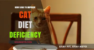 Improving Your Cat's Diet: Addressing Nutritional Deficiency