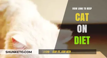 The Right Timeframe for Your Cat's Dieting Success