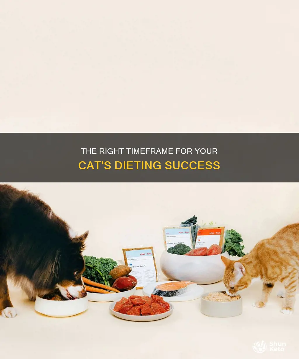 how long to keep cat on diet
