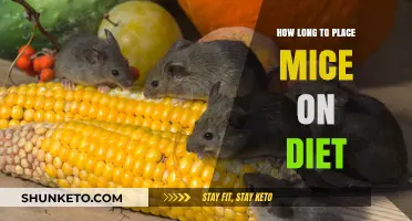 Mice Diet Plans: How Long Should They Last?