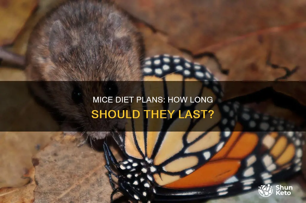 how long to place mice on diet