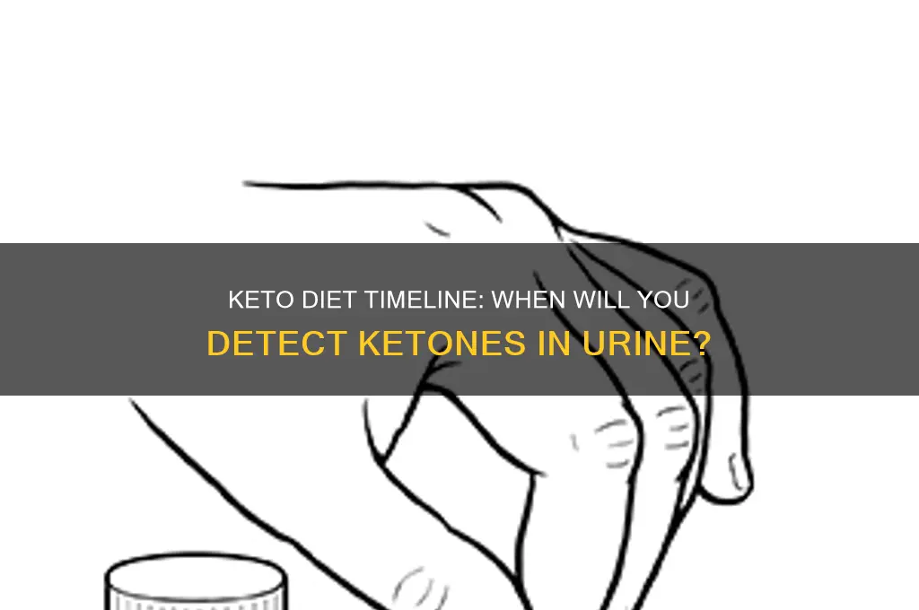 how long until see ketones in urine on keto diet