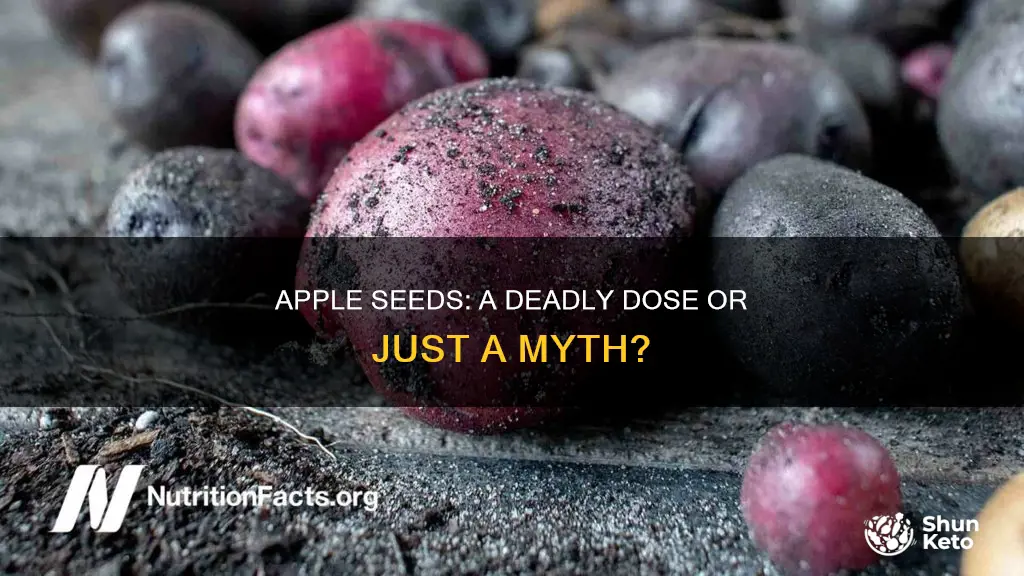 how many apple seeds will kill a human