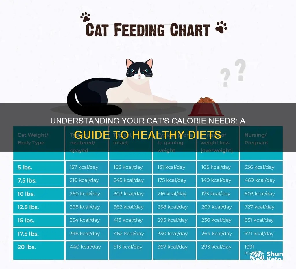 how many calories cat diet