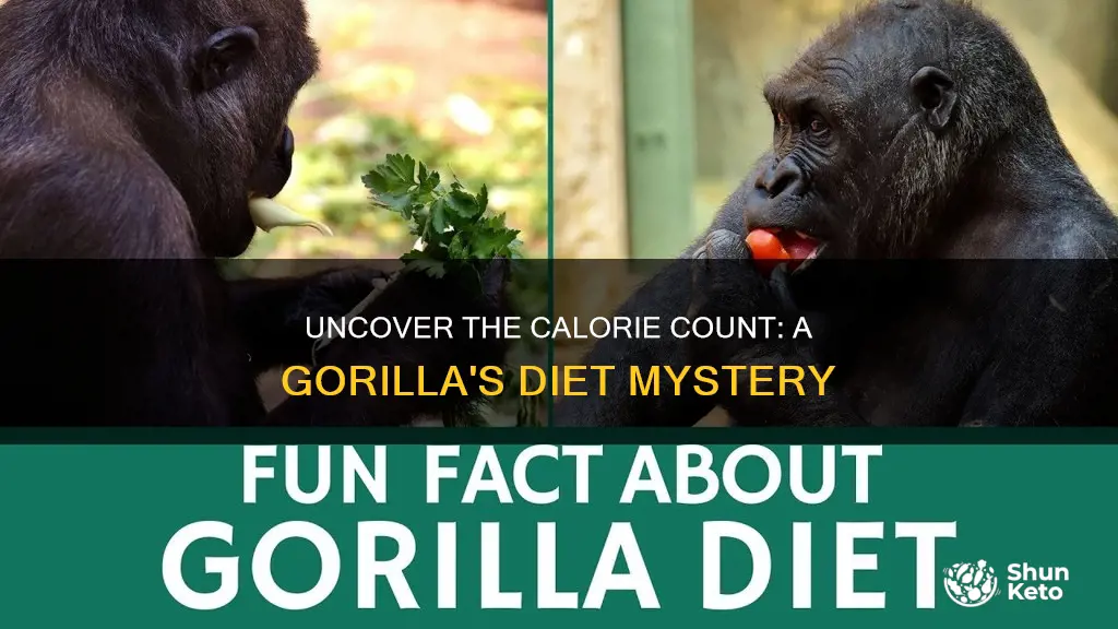 how many calories gorilla diet