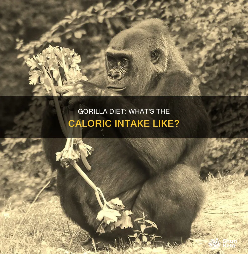 how many calories gorilla diet