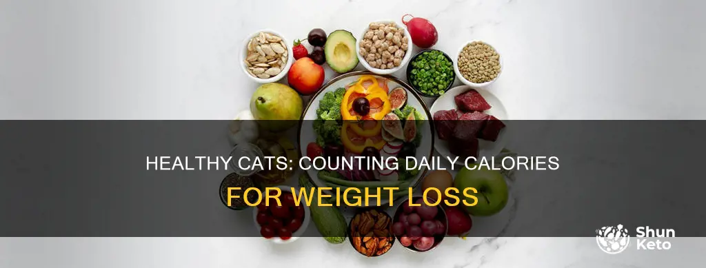 how many catns per day when dieting