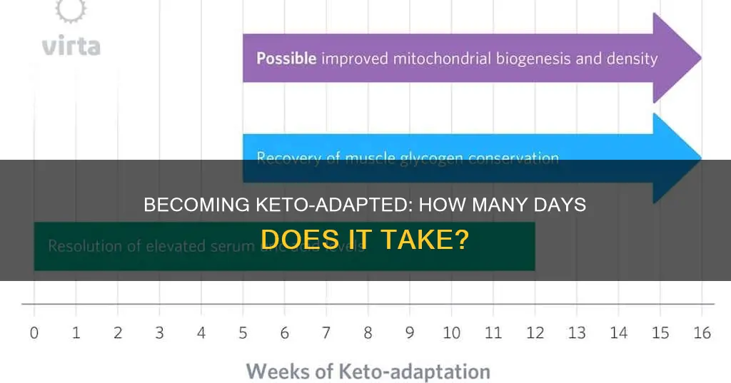 how many days to become keto adapted