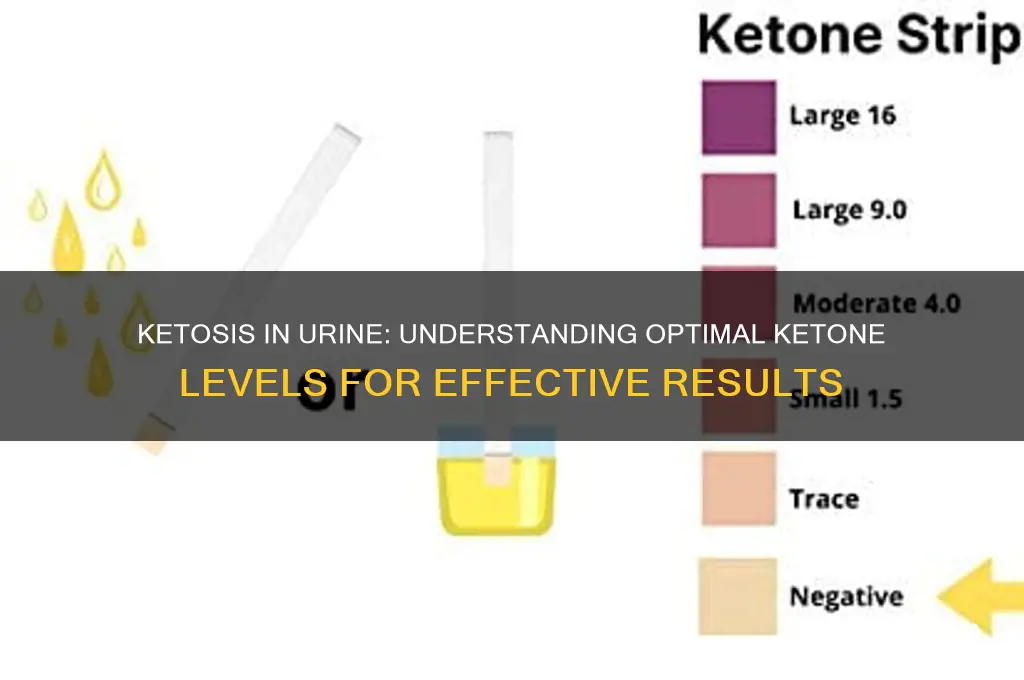 how many ketones for ketosis in urine