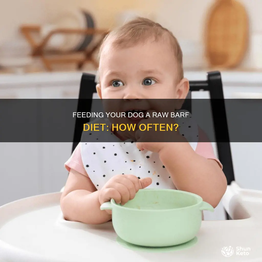 how many times to feed dof barf diet per day