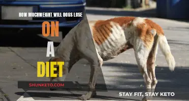 Dogs' Weight Loss: Dieting for a Healthier Pooch